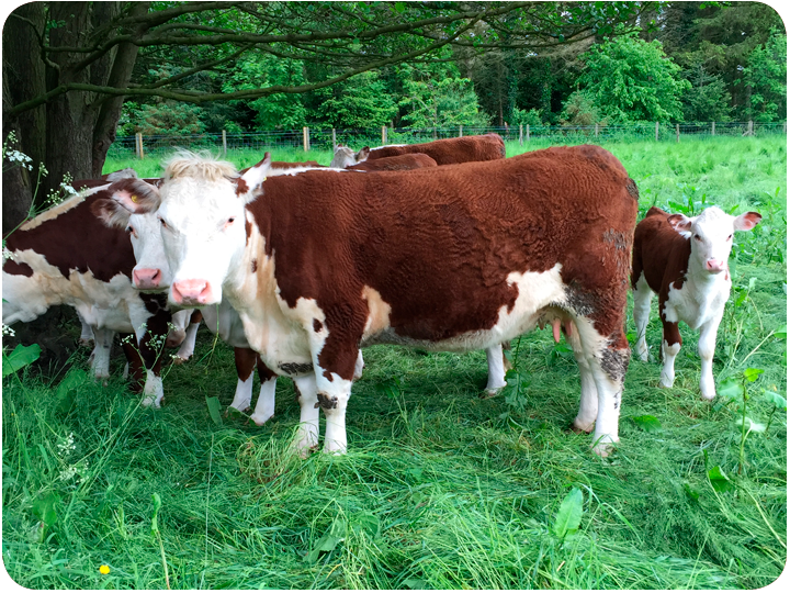 Hereford Cattle for sale