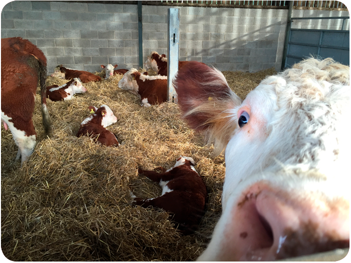 Hereford Cattle for sale