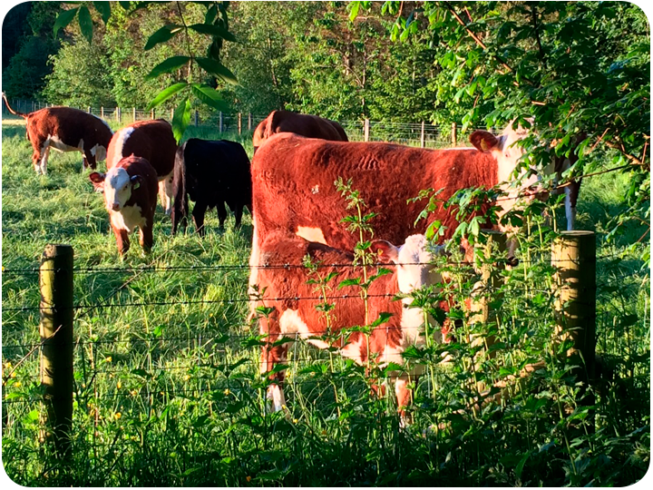 Hereford Cattle for sale